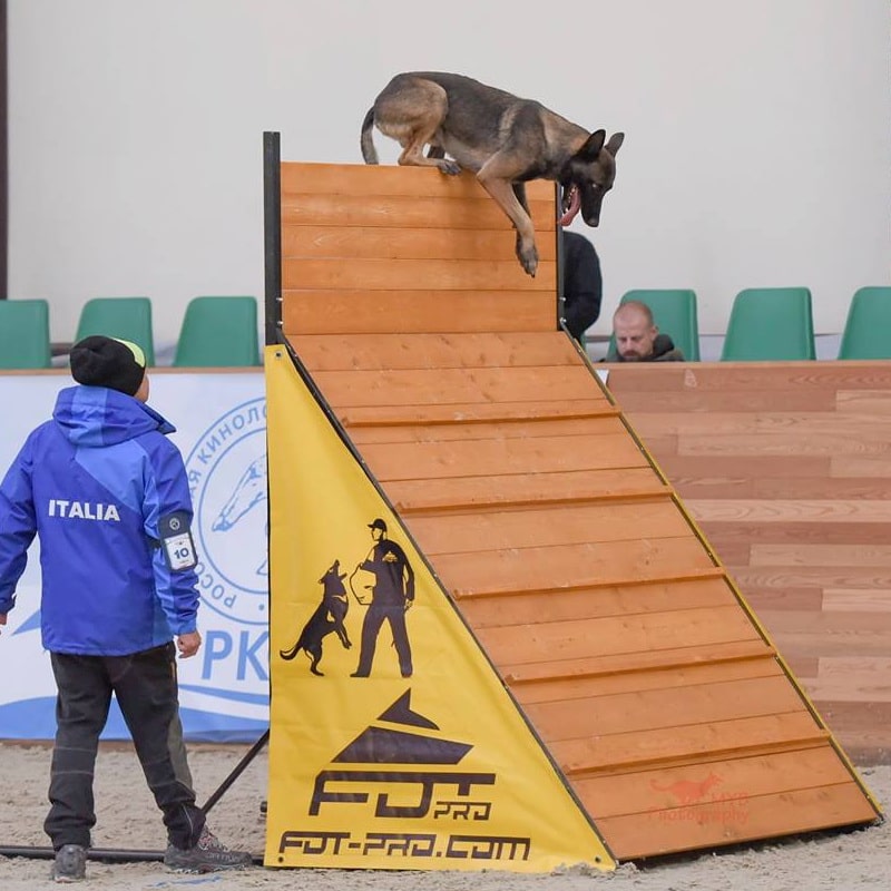 Горка с регулируемой высотой «Main wall» для дрессировки малинуа